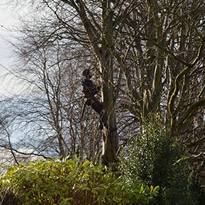 Marcos Koulis - Tree Surgeon Felling