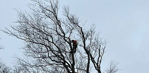 Marcos Koulis - Tree Surgeon Crown Reducing