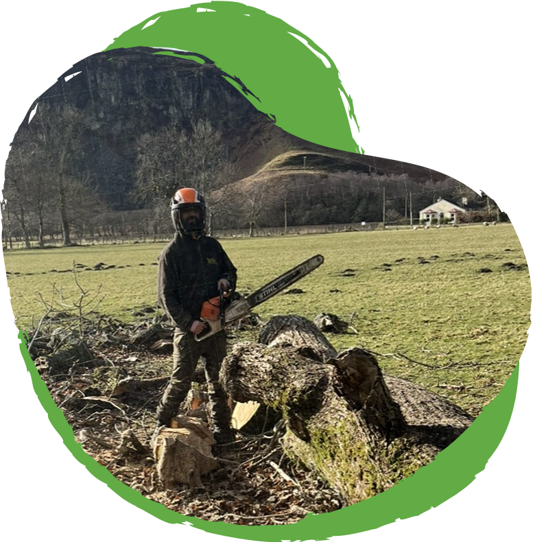 Marcos Koulis - Tree Surgeon