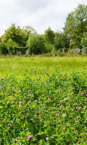 Garden Clearances