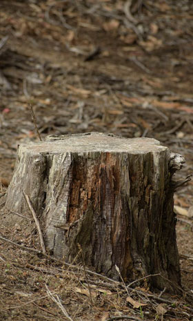 Stump Grinding